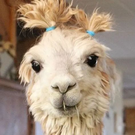 15 Ideas For Hairstyles From Llamas And Alpacas - Page 2 of 3 - PetPress Llama Pictures, Preparing For Surgery, Alpaca Farm, Funny Llama, Cute Alpaca, Llama Drama, Cute Llama, 웃긴 사진, Cute Animal Photos