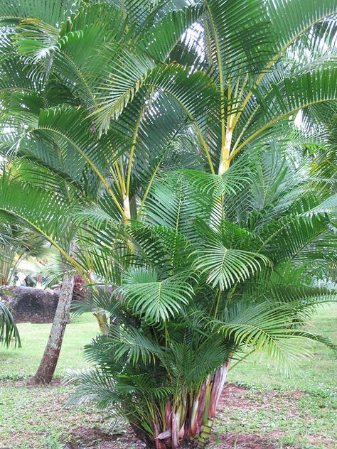 Areca Palm Care, Florida Plants Landscaping, Butterfly Palm, Dypsis Lutescens, Bush Garden, Bright Room, Natural Fence, Areca Palm, Top Soil