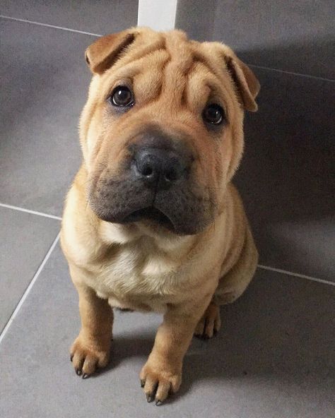 Chubby Puppies, Wrinkly Dog, Shar Pei Puppies, Every Dog Breed, Shar Pei Dog, Chinese Shar Pei, Dog Stocking, Best Dog Training, Diet Exercise