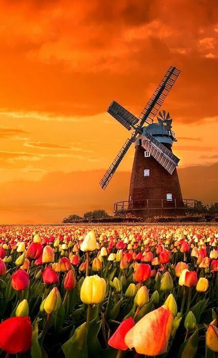 Amsterdam Tourist Attractions, Windmill Images, Amsterdam Attractions, Holland Windmills, Old Windmills, Dutch Windmills, Airbrush Art, Flower Field, Beautiful Wallpapers