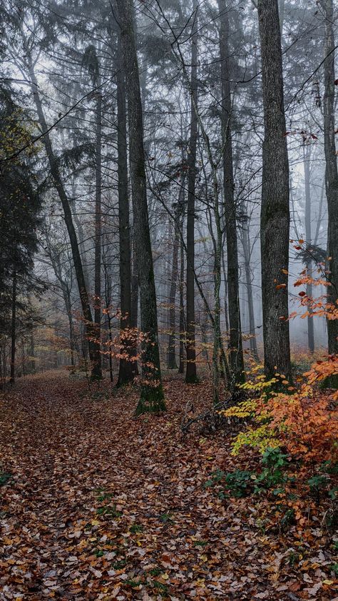 Moody Autumn, Siberian Forest, Bavarian Forest, Random Places, Young Frankenstein, Oc Challenge, Night Forest, Autumn Day, Frankenstein