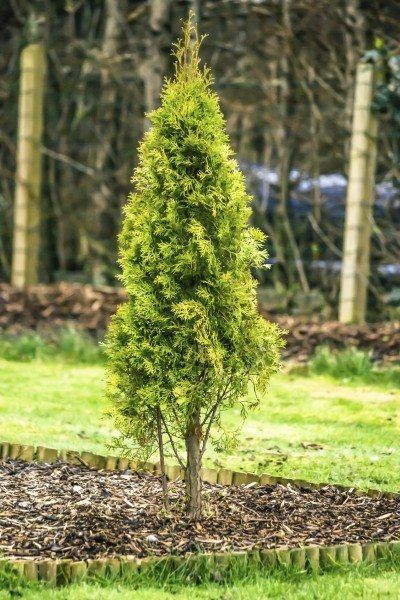 Arborvitae Landscaping, Thuja Smaragd, Flower Planting Guide, Emerald Green Arborvitae, Arborvitae Tree, Narrow Garden, Farmhouse Landscaping, Garden Solutions, Front Landscaping