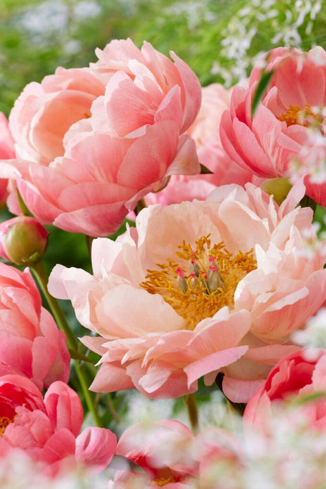 DutchGrown Flower Bulbs Grow Peonies, Coral Charm Peony, Peony Root, Growing Peonies, Garden Stand, Spring Plants, Fresh Flowers Arrangements, Fall Plants, Bulb Flowers