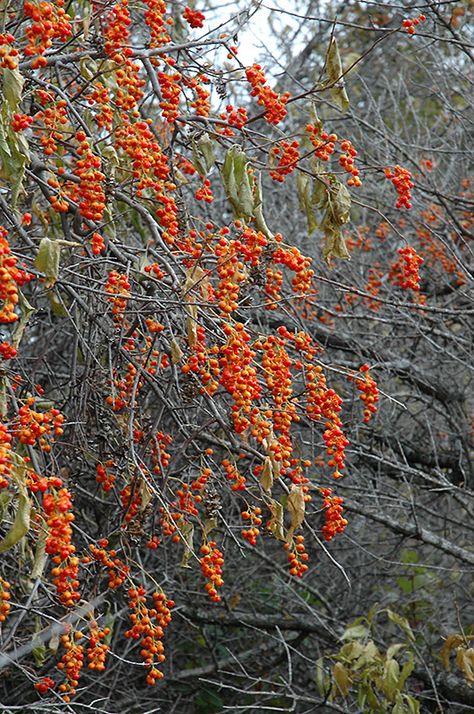 American Bittersweet, Bittersweet Plant, Bittersweet Vine, Low Growing Shrubs, Fruits Photos, Landscape Structure, Climbing Vines, Types Of Soil, Native Plants