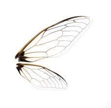 Insects Images, Cicada Wings, Ancient Egypt Fashion, Dream Catcher Decor, Insect Wings, Wing Tattoo, Psd Files, Vector Photo, Premium Photo