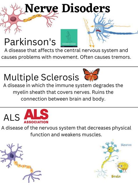 Spinal Nerves Anatomy, Neuromuscular Disorders, Nerves Anatomy, Medical Language, Immune Disorders, Nerve Anatomy, Nerve Disorders, Nursing Life, Spinal Nerve