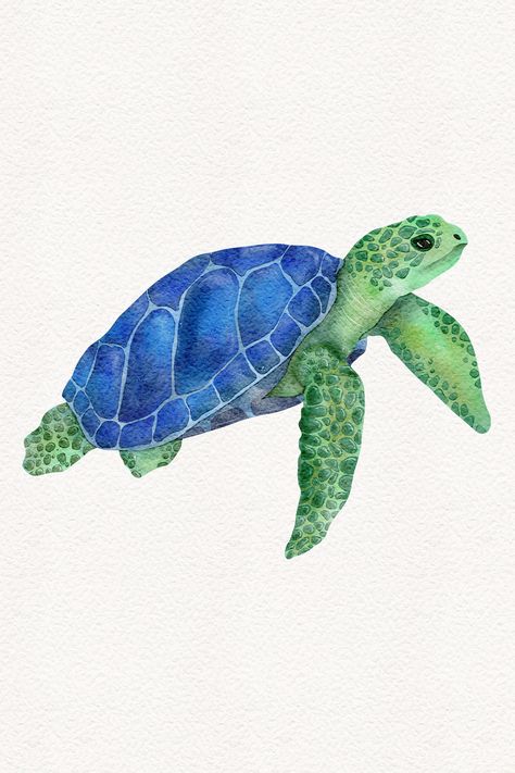 Watercolor hand painted sea turtle illustration isolated on white background, cute and detailed ocean animal drawing Sea Glass Drawing, Watercolor Art Ocean Animals, Watercolor Marine Life, Turtle Swimming Drawing, Watercolour Sea Creatures, Water Background Drawing, Sea Animal Paintings, Sea Animals Painting, Ocean Animals Painting