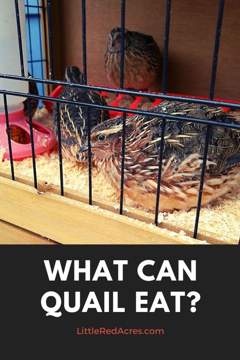 Once you figure out what quail can eat they are really easy to take care of. Quail really enjoy getting a treat now and again too. Winterizing Quail Coop, Quail Treats, Rabbit Keeping, Quail Farming, Animal Farming, Quail Coop, Pine Shavings, Raising Quail, Meal Worms