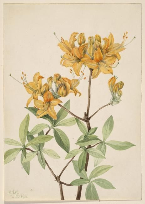 Flame Azalea (Azalea lutea) Flame Azalea, Museum Gift, Arm Sleeve, American Art, Art Museum, Illustrations, Flowers, Art