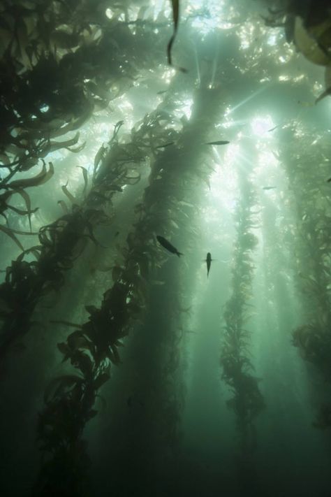 Environment Collage, Dark Green Ocean, Mermaid Lore, Fauna Marina, Kelp Forest, Aquatic Ecosystem, Water Aesthetic, Mermaid Aesthetic, Green Ocean