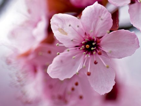 Cherry Blossom closeup | mnlamberson | Flickr Cherry Blossom Images, Cabbage Flowers, Cherry Blooms, Cherry Blossom Petals, Bee Drawing, Flower Drawing Tutorials, Flower Close Up, Cherry Blossom Art, Cherry Blossom Tattoo