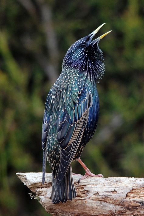 Bill Giyaman posted Starling... beautiful hues of blue, green, turquoise, purple, black and gold to their -birds- postboard via the Juxtapost bookmarklet. Starling Birds, European Starling, Common Starling, Hues Of Blue, Blue Green Turquoise, British Wildlife, Kinds Of Birds, Bird Seed, Bird Pictures