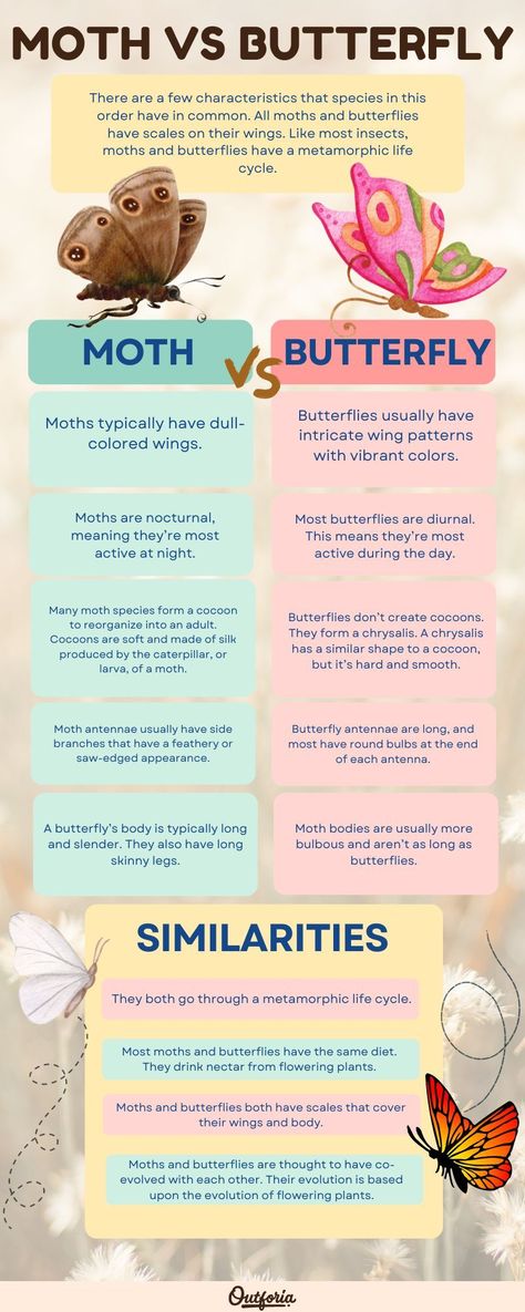 More than 150,000 moths and butterflies flutter around several parts of the world. But what’s the difference between a moth vs. butterfly? These insects have many similarities as they share the same order and possess similar features. Most species have differences in appearance, behavior, and life cycle changes. In this article, we’re going to explore some key differences between moths and butterflies. Check Outforia's article for more! 3 Winged Butterfly, Moths Vs Butterflies, Types Of Moths Meaning, Different Types Of Moths, Butterfly Types And Meanings, Butterfly Infographic, Moth Types, Butterfly Vs Moth, Type Of Butterflies