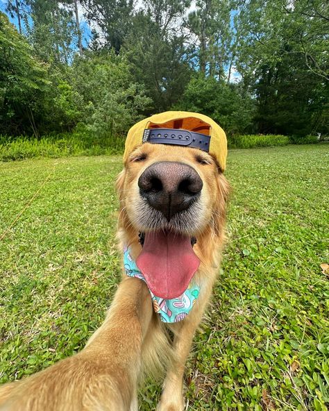 Hoppy Easter 💛 #dogsofinstagram #easter #easterselfie #dogs #dogselfie Dogs Being Silly, Dogs Being Cute, Dogs Being Funny, Photos With Dogs Ideas, Funny Animals Pics, Dogs Personality, Dogs In Clothes, Silly Dog Pictures, Funny Dog Pics