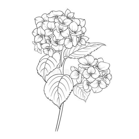 Hydrangea Sketch, Hydrangea Tattoo, Cool Tattoo Drawings, Flower Outline, Tattoo Placement, Hydrangea Flower, Tattoo Drawings, Flower Drawing, Line Drawing