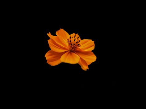 Flower Png Black Background, Flowers On A Black Background, Orange Icons Black Background, Black And Orange Icons, Black And Orange Aesthetic, Orange And Black Aesthetic, Flower In Black Background, Flower Dark Background, Black Background Flower