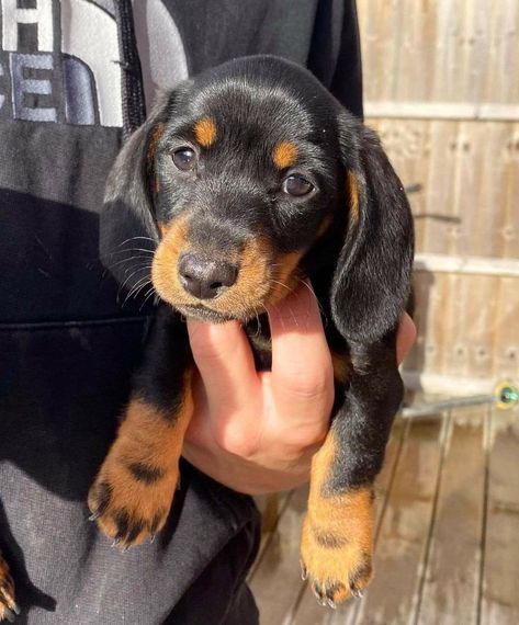 Miniature Dachshund Puppies For Sale, Puppies Dachshund, Miniature Dachshund Puppies, Puppies For Sale Near Me, Puppies For Adoption, Dachshund Puppies For Sale, Dachshund Puppy Miniature, Miniature Dachshund, Mini Dachshund