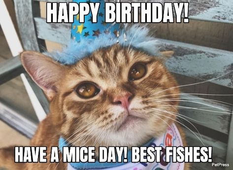 Top 15 Cat Birthday Memes that are Ridiculously Funny! Black Cat Memes, Dog Birthday Wishes, Cat Birthday Memes, Cat Birthday Funny, Cat Celebrating, Birthday Memes, Happy Birthday Meme, Birthday Meme, Cat Birthday