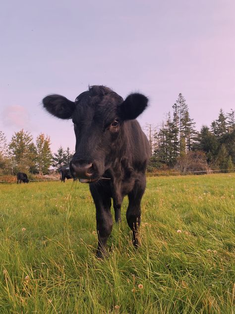 Very photogenic black cow Black Angus Cows, Dr Pets, Black Cows, Cow Aesthetic, Goth Cottagecore, Homestead Animals, Board Pictures, Barn Animals, Vision Board Pictures