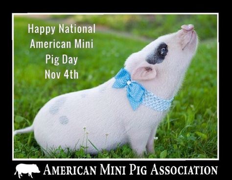 Teaching Respect, Potty Training Fun, Basic Life Skills, Miniature Pigs, Micro Pigs, Piggly Wiggly, Pot Belly Pigs, Happy Pig, Small Pigs