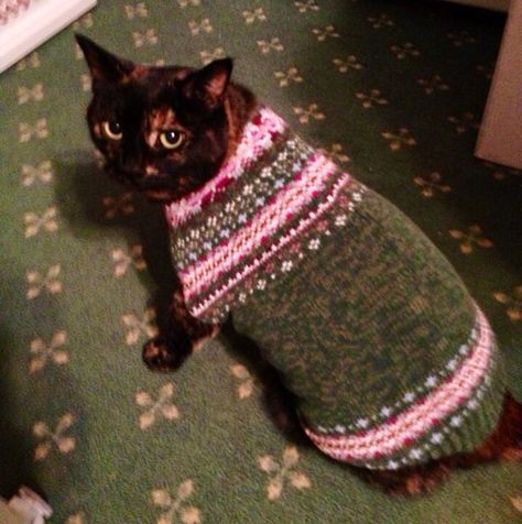 Cat in sweater Cat In Sweater, Calico Cat, Silly Cats, Cute Creatures, Pretty Cats, Christmas Baby, Pink Sweater, Cat Lady, Cat Pics