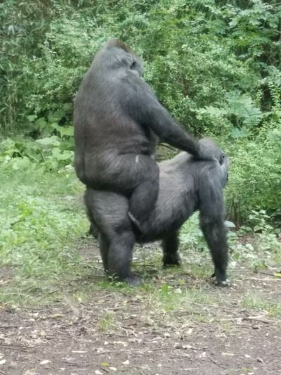 gorilla riding gorilla Monkey Pictures, Interesting Animals, Goofy Pictures, Monkeys Funny, Silly Animals, Very Funny Pictures, Funny Reaction Pictures, Cartoon Jokes, Really Funny Pictures