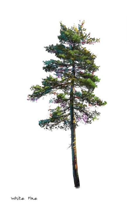 This digital print download features an Eastern White Pine photographed during a canoe trip in Northern Ontario. The tree has been isolated from its background and digital paint has been applied to bring out its vibrant colours and expressiveness. The White Pine is commonly found around Eastern Canada and North-Eastern US. These sometimes towering giants are a beloved symbol of cottage country. Pine Tree Photography, Forest Shrubs, Pine Illustration, White Pine Tree, Eastern White Pine, Northern Ontario, Eastern Canada, Fir Trees, Canoe Trip