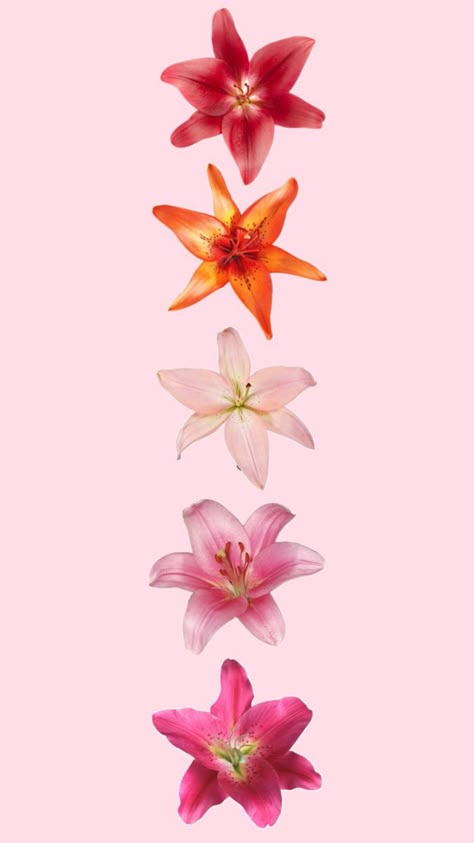 Lily aesthetic orchid aesthetic flower aesthetic preppy aesthetic tropical aesthetic ethereal aesthetic Orchid Aesthetic, Lily Aesthetic, Orchid Wallpaper, Aesthetic Tropical, Flowers Collage, Tropical Aesthetic, Lily Wallpaper, Aesthetic Preppy, Tropical Background