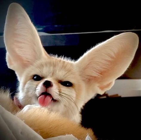 Cute Fennec, Tattoo Nature, Desert Fox, Fennec Fox, My Profile, More Pictures, Animal Art, Fox, Animals