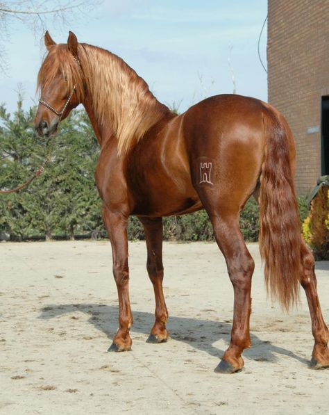 (96) Yeguada Soto Gil - Photos Horse Markings, Horse Coat Colors, Horse Chestnut, Andalusian Horse, Black Horses, Most Beautiful Horses, Friesian Horse, Dressage Horses, Chestnut Horse