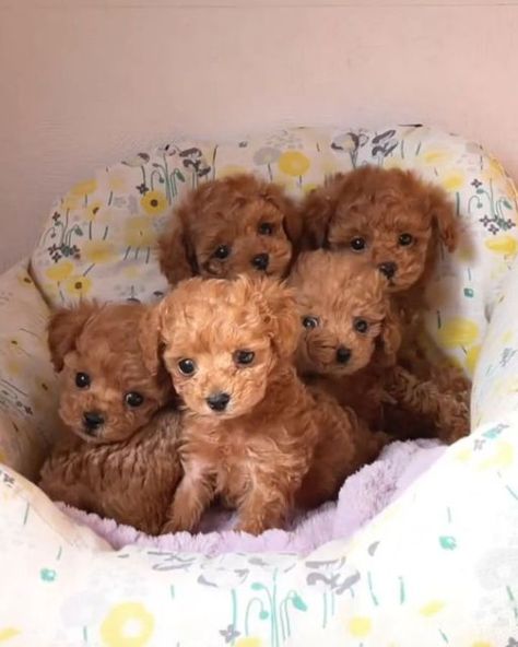 Cute Little Pups 😍 on Instagram: "How precious are this little Bear's 🧸❤️😍 ➖ Rate this cuteness out of 10 💗 ➖ Follow our page👉@cutelittlepupsofig for a daily dose of cuteness! 😍🤗 - Tag someone who needs to see this💙 - Credit by 🎥 @wanwanasuka - Follow 👉 @cutelittlepupsofig Follow 👉 @cutelittlepupsofig Follow 👉 @cutelittlepupsofig - DM us for featuring pricing ❤ . . . . . . . #toypoodle #poodle #dog #dogsofinstagram #dogstagram #poodlesofinstagram #puppy #poodlelove #dogs #instadog #p Cute Tiny Puppies, Baby Dogs Puppy, Teacup Poodle Puppies, Cute Fluffy Puppies, Toy Poodle Puppy, Cute Fluffy Dogs, Cute Small Dogs, Toy Poodles, Toy Poodle Puppies