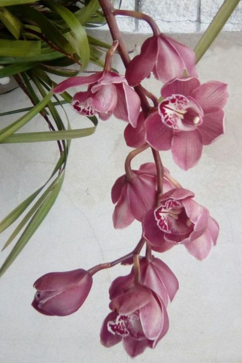 Cymbidium Orchid Tattoo, Pink Orchids Aesthetic, Pink Orchids Centerpiece, Pink Cymbidium Orchids, Orchid Aesthetic, Japanese Orchid, Orchid Corsages, Orchid Bouquet Wedding, Most Beautiful Flower