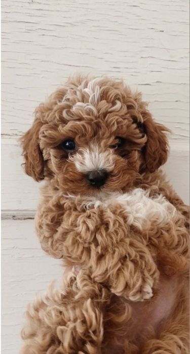 Top 10 Cutest Dog Breeds — Small Cutest Dogs We Can’t Get Enough Of: you don’t have to be a lap dog owner to value some of the daintier canine types. We want to bet that these adorable little pooches will certainly melt any type of pet lover’s heart. Top 10 Cutest Dog Breeds. Small Cutest Dogs We Can’t Get Enough Of. small cutest dogs. ... less Small Puppy Breeds, Mini Cavapoo, Mini Dogs Breeds, Lap Dog Breeds, Pictures Of Cute Dogs, Preppy Puppy, Maltipoo Haircuts, Cutest Dog Breeds, Cutest Small Dog Breeds