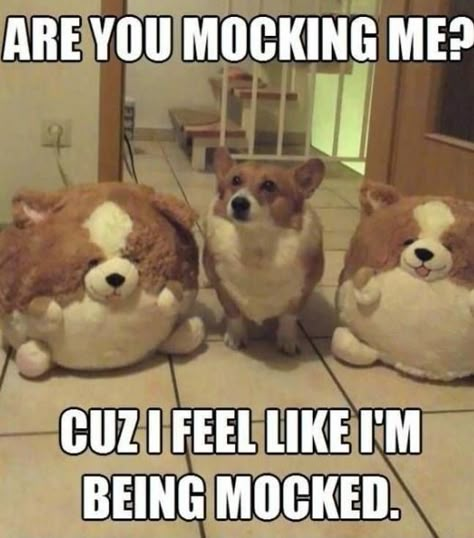 30 Ways You F*cked Up Your Relationship, as Told by Corgis Grumpy Cats, Cute Animal Memes, Corgi Funny, Funny Dog Memes, Funny Animal Quotes, Dog Funny, Funny Dog Pictures, Funny Animal Jokes, Pembroke Welsh Corgi