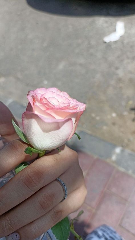 Rose Snap Story, Pink Desi Aesthetic, Rose Snap, Aesthetic Snapchat, Nightclub Aesthetic, Photos For Profile Picture, Munnar, Nothing But Flowers, Friend Poses Photography