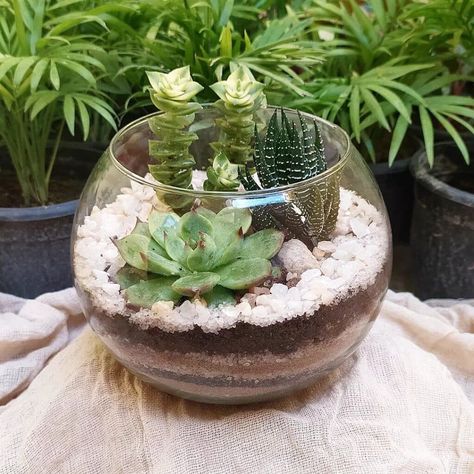 Terrarium Succulent Ideas, Succulent Glass Terrarium, Succulents Garden Indoor Terrarium Ideas, Succulents In Glass Containers Diy, Succulents In Glass Jars, Succulent Terrarium Layers, Hanging Glass Terrarium Ideas, How To Make A Succulent Terrarium, Fish Bowl Terrarium Ideas