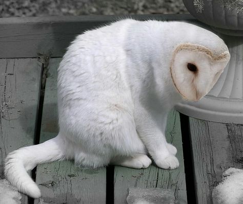 Cat Memes Laughing, Animal Mashups, Strange Animals, Owl Cat, Pretty Animals, Silly Animals, Creature Concept Art, Owl Art, Barn Owl