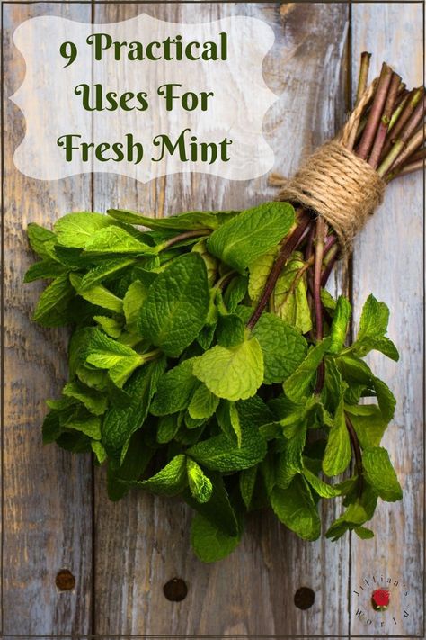 What To Make With Fresh Mint Leaves, Mint Extract Uses, Uses For Dried Mint, Preserving Mint Fresh Herbs, What To Do With Peppermint Leaves, Things To Do With Peppermint Leaves, What Can I Make With Mint Leaves, What To Do With Dried Mint Leaves, Mint Medicinal Uses