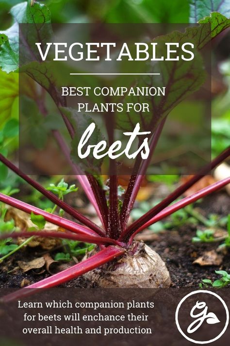 Beets Growing, Planting Beets, Beet Plant, Planting Chart, Growing Beets, Best Companion Plants, Companion Planting Vegetables, Companion Gardening, Garden Companion Planting