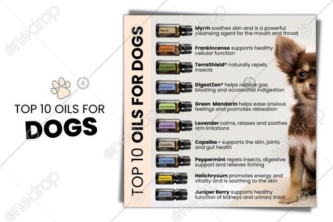 Dog Safe Essential Oils, Essential Oils For Pets, Lavender Skin, Essential Oils Dogs, Copaiba Essential Oil, Are Essential Oils Safe, Doterra Wellness Advocate, Oils For Dogs, Dog Essentials