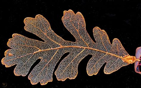 Real Oak Leaf Skeleton Preserved in Copper Ornament 4 3/4" Mauve Ribbon Trim | #1931734736 Oak Leaf Tattoos, Oak Leaf Art, Ornate Books, Copper Ornaments, Stitching On Paper, Leaf Skeleton, Real Leaf, Leaf Ornament, Leaf Crafts