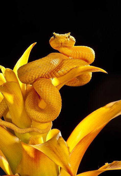 Yellow Eyelash Viper by David Northcott Eyelash Viper, Magic Faraway Tree, The Magic Faraway Tree, Viper Snake, Faraway Tree, Golden Snake, Pretty Snakes, Snake Charmer, Snake Venom