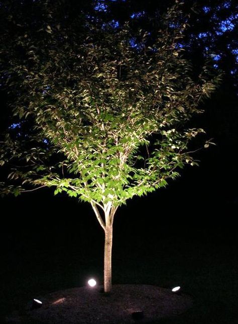 Tree Uplighting Ideas Tree Uplighting, Outdoor Tree Lighting, Light Landscape, Landscape Lighting Design, Outdoor Trees, Small Shrubs, Outdoor Landscape Lighting, Meteor Garden 2018, Outdoor Lighting Landscape