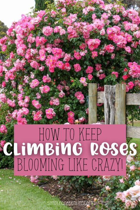 How to keep climbing roses blooming like crazy by simplegardenlife.com Roses On Fence Climbing, Pergola With Roses, Climbing Roses On Obelisk, Front Yard Landscaping With Trellis, Garden Design Roses, Training Roses To Climb, Climbing Roses Fence Backyards, Pergola With Climbing Roses, Rambling Roses Climbing