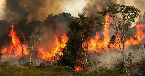 New data from a Norwegian nonprofit is generating fresh concerns about humanity's destruction of the natural world, revealing Monday that people have ravaged about two-thirds of original tropical rainforest cover globally. The Rainforest Foundation Norway (RFN) analysis found that human activities including logging and land-use changes—often for farming—have destroyed 34% of old-growth tropical rainforests and degraded 30% worldwide. Rainforest Deforestation, South American Rainforest, Brazil Amazon, Environmental Degradation, The Amazon Rainforest, Buddhist Meditation, Energy Resources, Life Support, Land Use