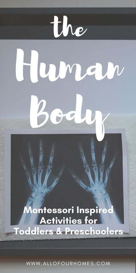 Skeletal System Activities, Human Body Lesson, Human Body Projects, Montessori Trays, Human Body Activities, Circle Time Activities, Brain Facts, Montessori Classroom, Theme Activity