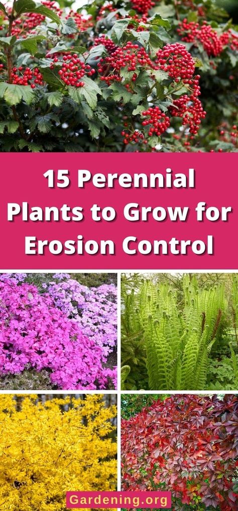 15 Perennial Plants to Grow for Erosion Control Backyard Hill Landscaping, Yard Garden Ideas, Evergreen Groundcover, Landscaping On A Hill, Edging Plants, Sloped Backyard, Best Perennials, Hillside Landscaping, Garden On A Hill