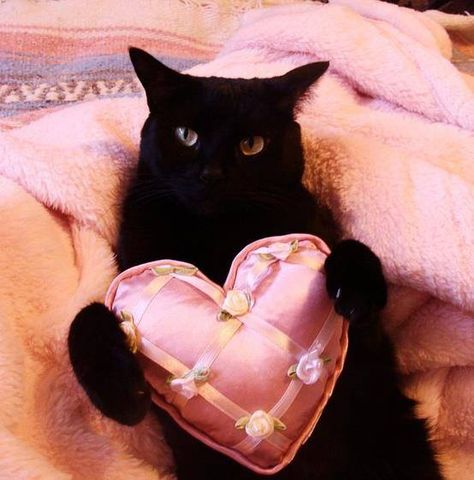 Valentine Kitteh gives you his heart All Black Cat, A Black Cat, Cat Valentine, Cat Boarding, Jolie Photo, Cats Meow, Crazy Cat Lady, Beautiful Cats, Cat Lady