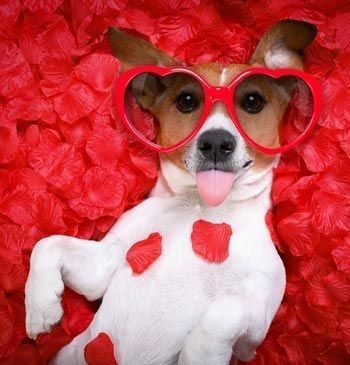 puppy cuteness!!  #valentinesday #valentinesdaypets Dog Calendar, Valentines Day Dog, Dog Photoshoot, My Funny Valentine, Puppy Photos, Dog Valentines, Valentine Photo, Pet Holiday, Sweet Dogs