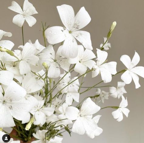 White Larkspur, Evergreen Flowers, Long Stem Flowers, Flower Guide, Spring Wedding Flowers, Bouquet Arrangements, White Wedding Flowers, Single Flower, Types Of Flowers